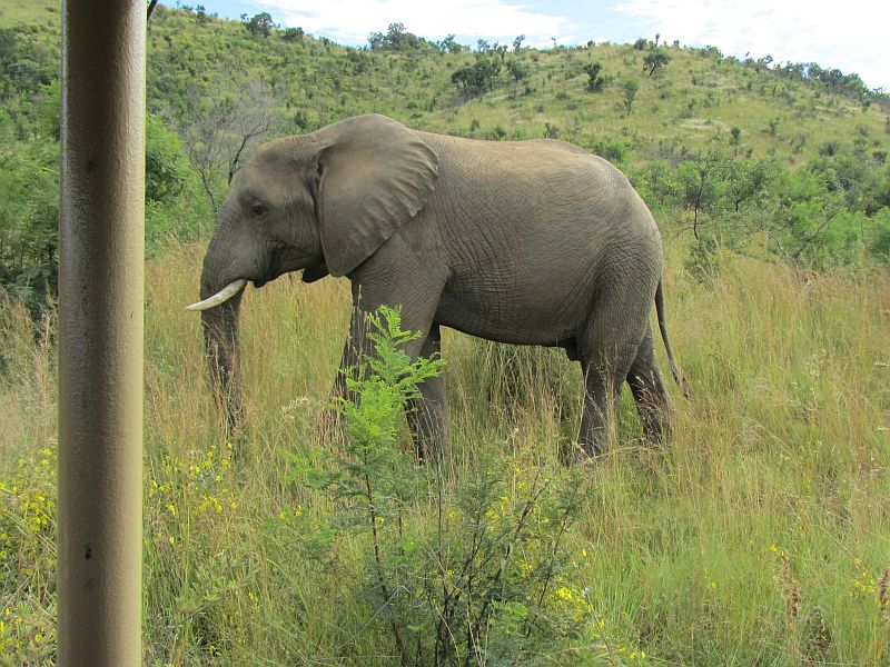 2020_matswani