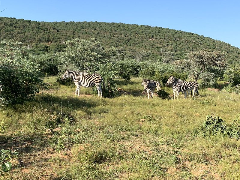 2020_matswani