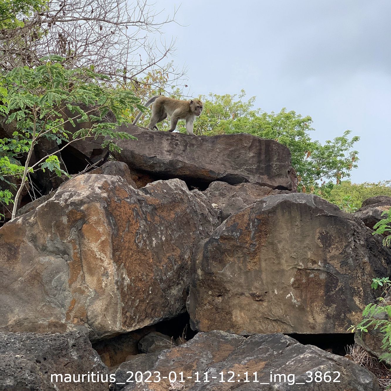 mauritius_2023-01-11-1211_img_3862