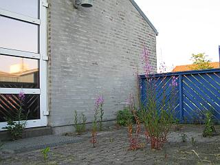 Ukrudt p terassen